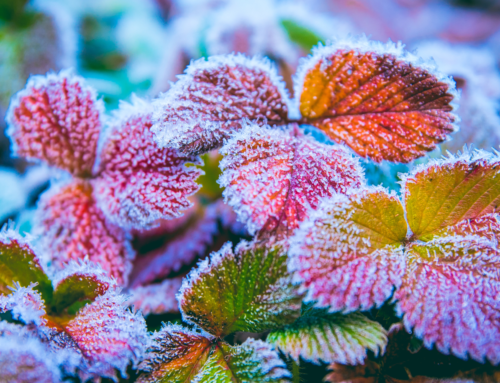 Jak przyspieszyć metabolizm: czas spaceru, który zmienia wszystko